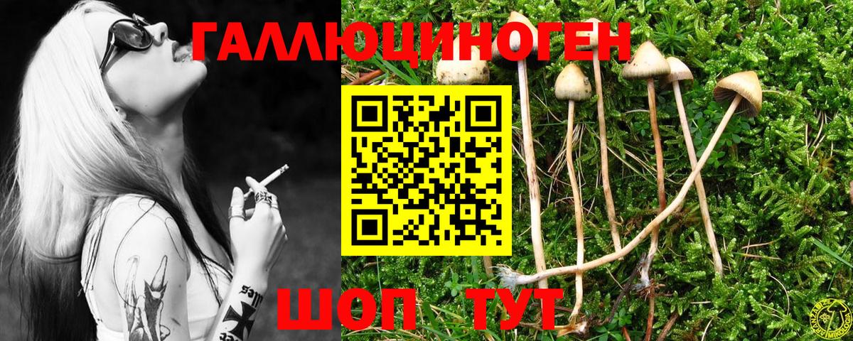 Галлюциногенные грибы Psilocybe Красноармейск
