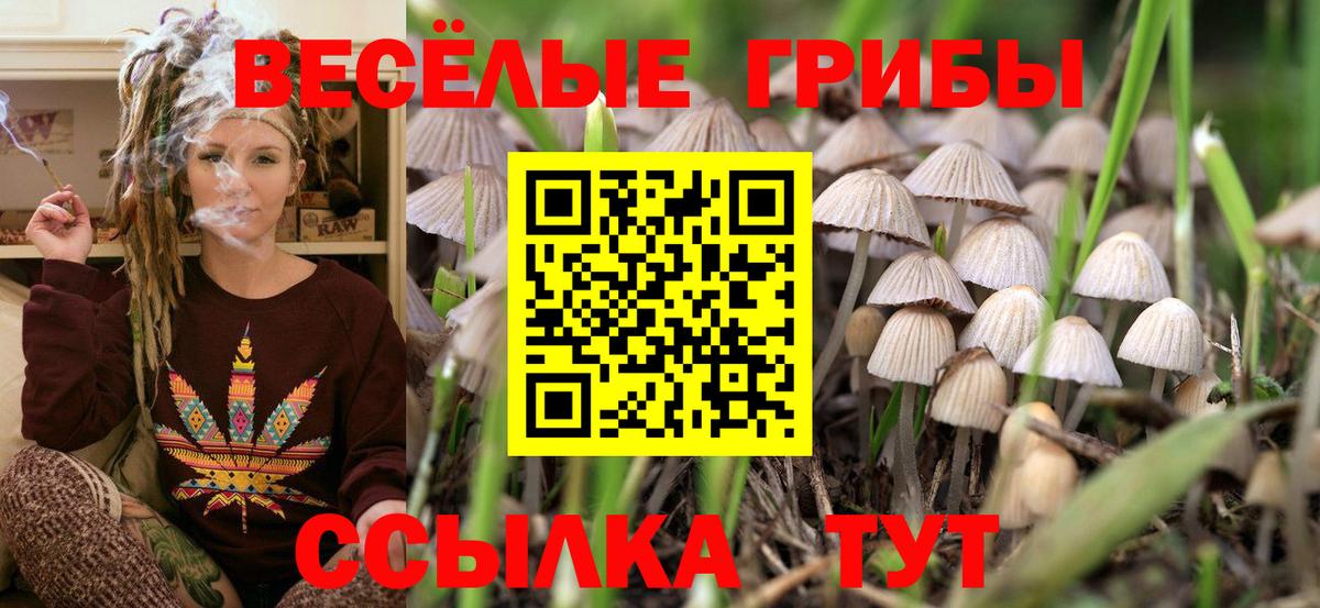 Красноармейск  Псилоцибиновые грибы Psilocybine cubensis  Вход с VPN 